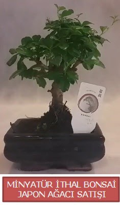 Kk grsel bonsai japon aac bitkisi Eryaman mahallesi iekiler 