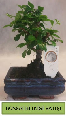 Bonsai ithal grsel minyatr japon aac Yenimahalle iek online iek siparii 