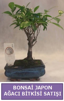 thal Bonsai japon aac bitkisi sat Etimesgut cicekciler , cicek siparisi 