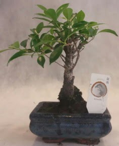 Bonsai aac japon aa bitkisi Batkent iek gnderme 