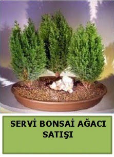 BONSA 3 L SERV BONSA AACI Macunky sevgilime hediye iek 