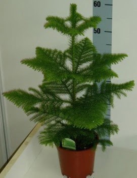 60 cm Salon am araucaria heterophylla Ostim mahallesi internetten iek sat 