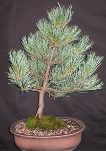 Bonsai am aac japon aac bitkisi Batkent yurtii iek siparii 