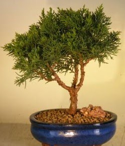 Servi am bonsai japon aac bitkisi Batkent iek gnderme 