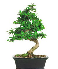 Bonsai bitkisi sat Macunky sevgilime hediye iek 