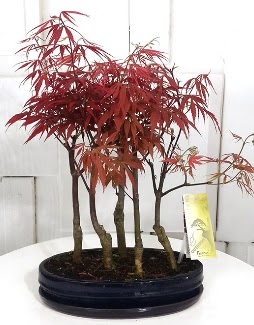 5 adet japon akaaa bonsai iei Demetevler Oran 14 ubat sevgililer gn iek 