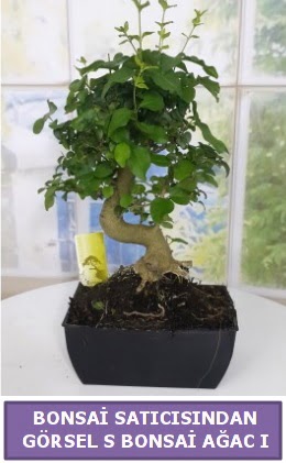 S dal erilii bonsai japon aac Demetevler Oran 14 ubat sevgililer gn iek 