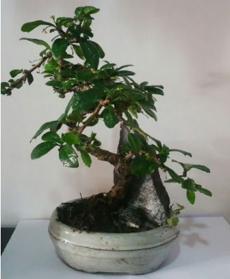 S eklinde ithal bonsai aac Batkent iek gnderme 