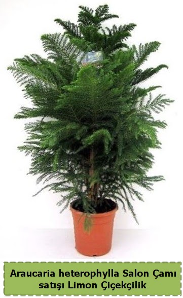 Salon am Sat Araucaria heterophylla Demetevler Oran 14 ubat sevgililer gn iek 