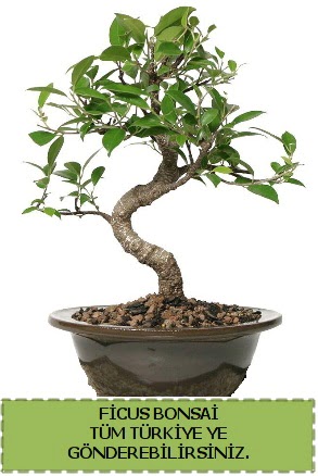 Ficus bonsai Batkent nternetten iek siparii 