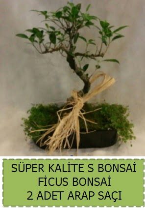 Ficus S Bonsai ve arap sa Macunky sevgilime hediye iek 