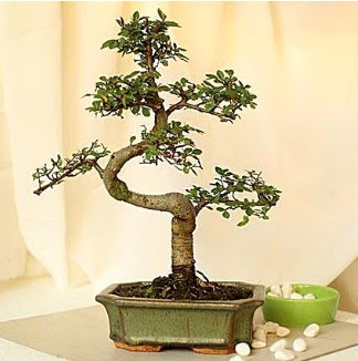 Shape S bonsai Etimesgut cicekciler , cicek siparisi 