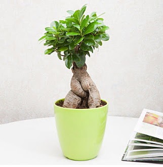 Ficus Ginseng Bonsai Sincan iek siparii 