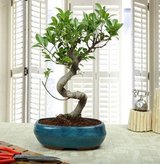 Amazing Bonsai Ficus S thal Fatih iek siparii vermek 