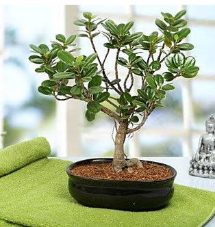 Lovely Ficus Iceland Bonsai Yeni bat mahallesi , ieki , iekilik 