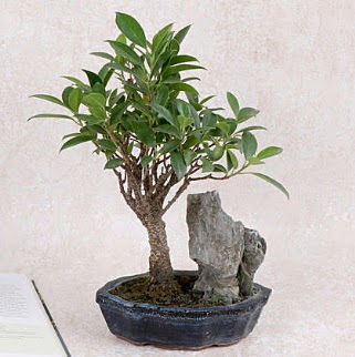 Japon aac Evergreen Ficus Bonsai Batkent nternetten iek siparii 