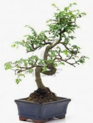 S gvde bonsai minyatr aa japon aac Demetevler Oran 14 ubat sevgililer gn iek 