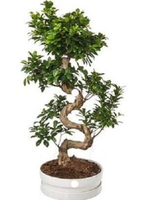 90 cm ile 100 cm civar S peyzaj bonsai Batkent nternetten iek siparii 