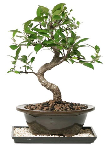 Altn kalite Ficus S bonsai Macunky sevgilime hediye iek  Sper Kalite