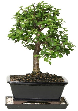 15 cm civar Zerkova bonsai bitkisi Batkent yurtii iek siparii 