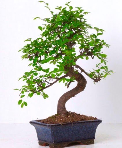 S gvdeli bonsai minyatr aa japon aac Batkent nternetten iek siparii 