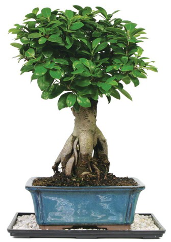 Bonsai Ginsing Grafted Ficus Bonsai Batkent iek gnderme 