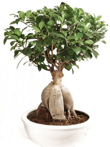 Ginseng bonsai japon aac ficus ginseng Etimesgut cicekciler , cicek siparisi 