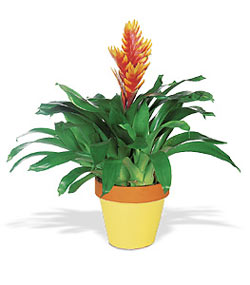 amlca mahallesi iek maazas  Exotic Bromeliad ithal saksi