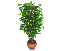 Ficus Benjamin 1,50 cm  Yeni bat mahallesi , ieki , iekilik 