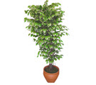 Ficus zel Starlight 1,75 cm  Ergazi Mahallesi iek gnderme sitemiz gvenlidir 