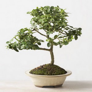 ithal bonsai saksi iegi Bat sitesi mahallesi ucuz iek gnder 