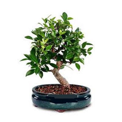 ithal bonsai saksi iegi Batkent yurtii iek siparii 