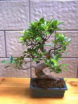 ithal bonsai saksi iegi Batkent cicek , cicekci 