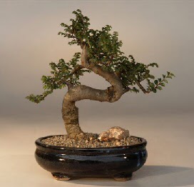 ithal bonsai saksi iegi Sincan iek siparii 