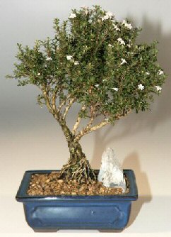 Eryaman mahallesi iekiler  ithal bonsai saksi iegi Kardelen mahallesi iek gnderme 