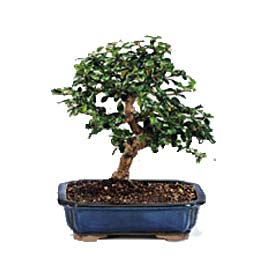 amlca mahallesi iek maazas  ithal bonsai saksi iegi Sincan iek siparii 