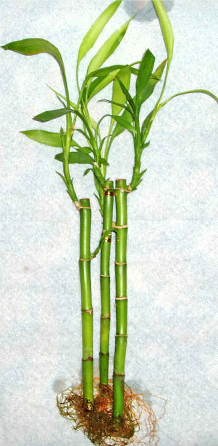 Lucky Bamboo 3 adet vazo hediye edilir  Ergazi Mahallesi iek gnderme sitemiz gvenlidir 