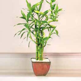 Lucky Bamboo sans melegi iegi Bat sitesi mahallesi ucuz iek gnder 