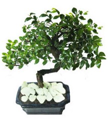 9 yasinda Bonsai agaci Uur mumcu mahallesi iek sat 