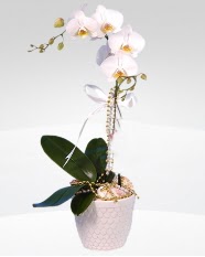 1 dall orkide saks iei Batkent iek servisi , ieki adresleri 