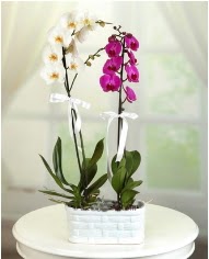 1 dal beyaz 1 dal mor yerli orkide saksda Elvankent online iek gnderme