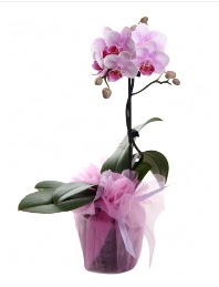 1 dal pembe orkide saks iei Turgut zel mahallesi hediye iek yolla 