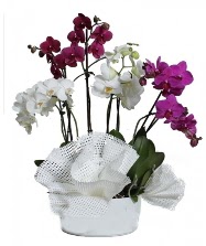 4 dal mor orkide 2 dal beyaz orkide Yeni bat mahallesi , ieki , iekilik 