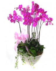 9 dal orkide saks iei Batkent iek siparii sitesi 