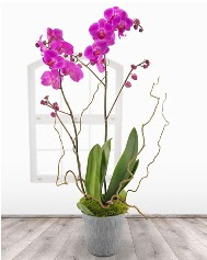 2 dall mor orkide saks iei Yenimahalle iek online iek siparii 
