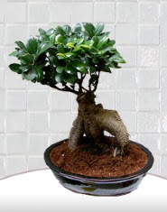 saks iei japon aac bonsai Turgut zel mahallesi hediye iek yolla 