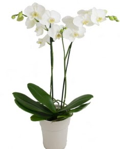 2 dall beyaz orkide amlca mahallesi iek maazas 