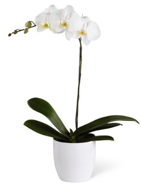 1 dall beyaz orkide Sincan iek siparii 