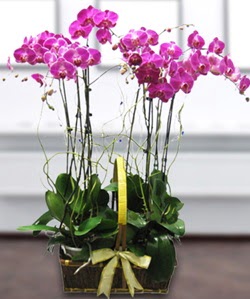 4 dall mor orkide Batkent iek siparii sitesi 