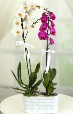 1 mor 1 dal beyaz thal orkide sepet ierisinde merutiyet ieki maazas 